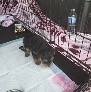 Meet your Posher, Patsy